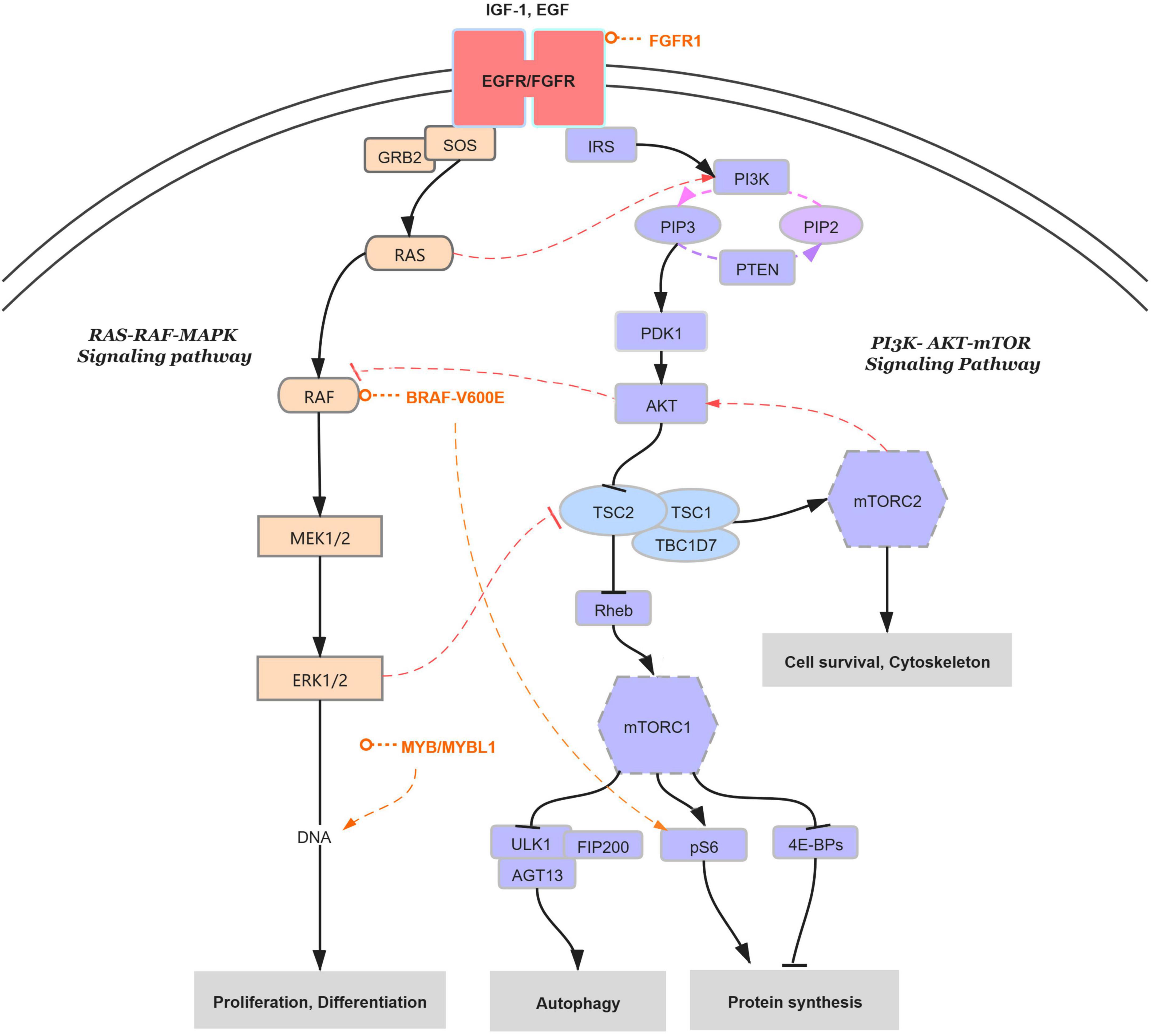 Low-grade epilepsy-associated neuroepithelial tumors: Tumor spectrum and diagnosis based on genetic alterations